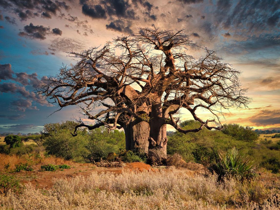 Baobab Tree Symbol